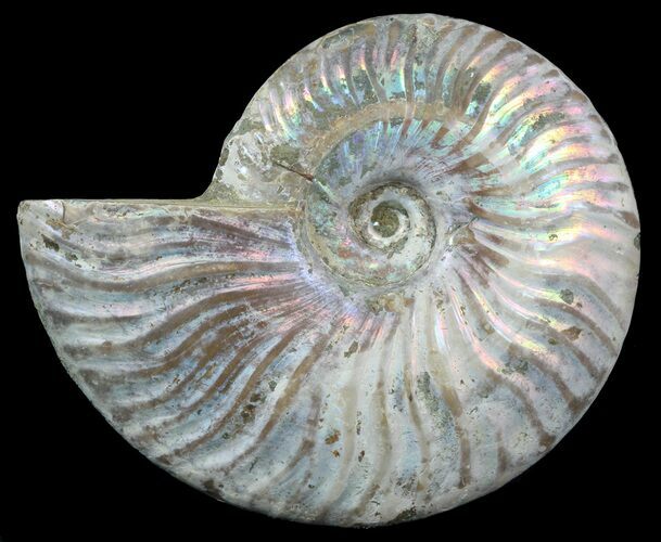 Silver Iridescent Ammonite - Madagascar #54866